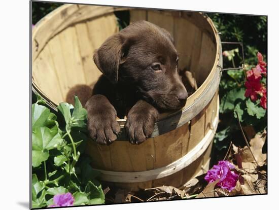 Chocolate Labrador Retriever in Basket-Lynn M^ Stone-Mounted Photographic Print