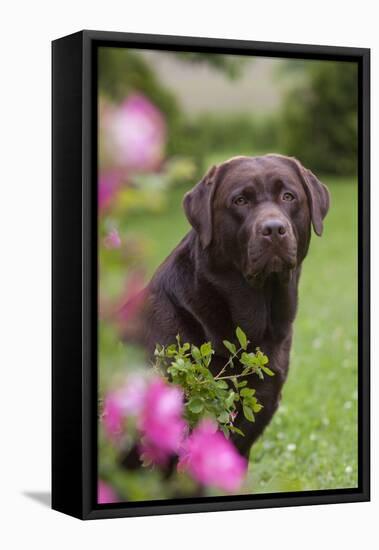 Chocolate Labrador Retriever (Portrait, Female) by Flowering Rose Bush, Lafox, Illinois, USA-Lynn M^ Stone-Framed Stretched Canvas