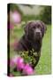 Chocolate Labrador Retriever (Portrait, Female) by Flowering Rose Bush, Lafox, Illinois, USA-Lynn M^ Stone-Stretched Canvas