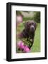 Chocolate Labrador Retriever (Portrait, Female) by Flowering Rose Bush, Lafox, Illinois, USA-Lynn M^ Stone-Framed Photographic Print