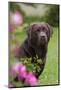 Chocolate Labrador Retriever (Portrait, Female) by Flowering Rose Bush, Lafox, Illinois, USA-Lynn M^ Stone-Mounted Photographic Print