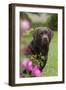 Chocolate Labrador Retriever (Portrait, Female) by Flowering Rose Bush, Lafox, Illinois, USA-Lynn M^ Stone-Framed Photographic Print