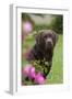 Chocolate Labrador Retriever (Portrait, Female) by Flowering Rose Bush, Lafox, Illinois, USA-Lynn M^ Stone-Framed Photographic Print