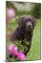 Chocolate Labrador Retriever (Portrait, Female) by Flowering Rose Bush, Lafox, Illinois, USA-Lynn M^ Stone-Mounted Photographic Print