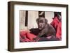 Chocolate Labrador Retriever puppy sitting on an Indian blanket-Zandria Muench Beraldo-Framed Photographic Print