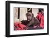 Chocolate Labrador Retriever puppy sitting on an Indian blanket-Zandria Muench Beraldo-Framed Photographic Print