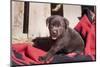 Chocolate Labrador Retriever puppy sitting on an Indian blanket-Zandria Muench Beraldo-Mounted Photographic Print