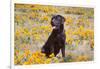 Chocolate Labrador Retriever sitting in a field of poppies-Zandria Muench Beraldo-Framed Photographic Print