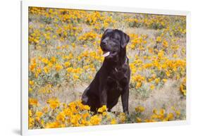 Chocolate Labrador Retriever sitting in a field of poppies-Zandria Muench Beraldo-Framed Photographic Print