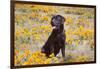 Chocolate Labrador Retriever sitting in a field of poppies-Zandria Muench Beraldo-Framed Photographic Print