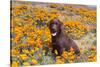 Chocolate Labrador Retriever sitting in a field of poppies-Zandria Muench Beraldo-Stretched Canvas