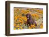 Chocolate Labrador Retriever sitting in a field of poppies-Zandria Muench Beraldo-Framed Photographic Print