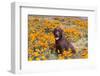 Chocolate Labrador Retriever sitting in a field of poppies-Zandria Muench Beraldo-Framed Photographic Print