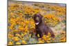 Chocolate Labrador Retriever sitting in a field of poppies-Zandria Muench Beraldo-Mounted Photographic Print