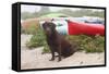 Chocolate Labrador Retriever Sitting on Dune with Wild Roses-Lynn M^ Stone-Framed Stretched Canvas