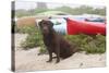 Chocolate Labrador Retriever Sitting on Dune with Wild Roses-Lynn M^ Stone-Stretched Canvas