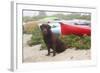 Chocolate Labrador Retriever Sitting on Dune with Wild Roses-Lynn M^ Stone-Framed Photographic Print