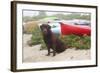 Chocolate Labrador Retriever Sitting on Dune with Wild Roses-Lynn M^ Stone-Framed Photographic Print