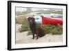 Chocolate Labrador Retriever Sitting on Dune with Wild Roses-Lynn M^ Stone-Framed Photographic Print