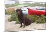 Chocolate Labrador Retriever Sitting on Dune with Wild Roses-Lynn M^ Stone-Mounted Photographic Print