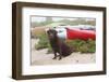 Chocolate Labrador Retriever Sitting on Dune with Wild Roses-Lynn M^ Stone-Framed Photographic Print