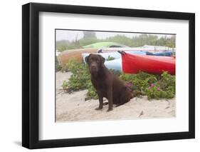 Chocolate Labrador Retriever Sitting on Dune with Wild Roses-Lynn M^ Stone-Framed Photographic Print