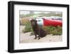 Chocolate Labrador Retriever Sitting on Dune with Wild Roses-Lynn M^ Stone-Framed Photographic Print