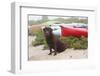 Chocolate Labrador Retriever Sitting on Dune with Wild Roses-Lynn M^ Stone-Framed Photographic Print