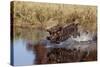 Chocolate Labrador Retriever Splashing into Pond, Madison, Wisconsin, USA-Lynn M^ Stone-Stretched Canvas