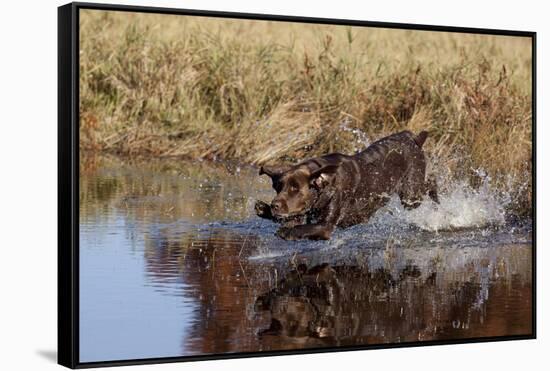 Chocolate Labrador Retriever Splashing into Pond, Madison, Wisconsin, USA-Lynn M^ Stone-Framed Stretched Canvas