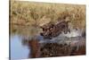 Chocolate Labrador Retriever Splashing into Pond, Madison, Wisconsin, USA-Lynn M^ Stone-Stretched Canvas