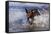 Chocolate Labrador Retriever Splashing into Pond, Madison, Wisconsin, USA-Lynn M^ Stone-Framed Stretched Canvas