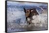 Chocolate Labrador Retriever Splashing into Pond, Madison, Wisconsin, USA-Lynn M^ Stone-Framed Stretched Canvas