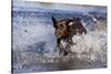 Chocolate Labrador Retriever Splashing into Pond, Madison, Wisconsin, USA-Lynn M^ Stone-Stretched Canvas