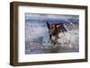 Chocolate Labrador Retriever Splashing into Pond, Madison, Wisconsin, USA-Lynn M^ Stone-Framed Photographic Print