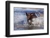 Chocolate Labrador Retriever Splashing into Pond, Madison, Wisconsin, USA-Lynn M^ Stone-Framed Photographic Print