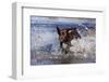 Chocolate Labrador Retriever Splashing into Pond, Madison, Wisconsin, USA-Lynn M^ Stone-Framed Photographic Print