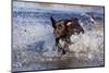 Chocolate Labrador Retriever Splashing into Pond, Madison, Wisconsin, USA-Lynn M^ Stone-Mounted Photographic Print