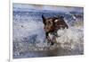 Chocolate Labrador Retriever Splashing into Pond, Madison, Wisconsin, USA-Lynn M^ Stone-Framed Photographic Print
