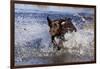 Chocolate Labrador Retriever Splashing into Pond, Madison, Wisconsin, USA-Lynn M^ Stone-Framed Photographic Print