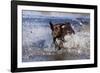 Chocolate Labrador Retriever Splashing into Pond, Madison, Wisconsin, USA-Lynn M^ Stone-Framed Photographic Print