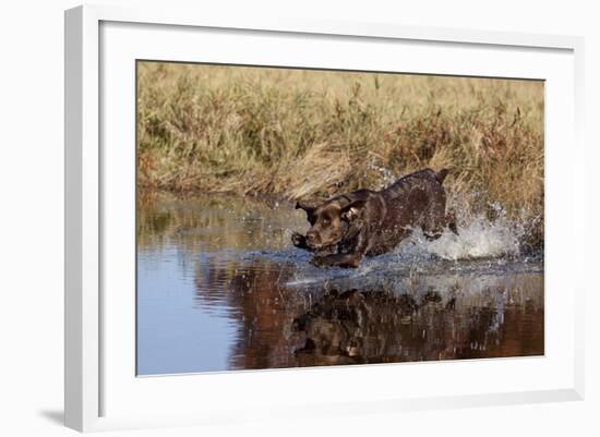 Chocolate Labrador Retriever Splashing into Pond, Madison, Wisconsin, USA-Lynn M^ Stone-Framed Photographic Print