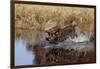 Chocolate Labrador Retriever Splashing into Pond, Madison, Wisconsin, USA-Lynn M^ Stone-Framed Photographic Print