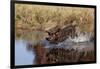 Chocolate Labrador Retriever Splashing into Pond, Madison, Wisconsin, USA-Lynn M^ Stone-Framed Photographic Print