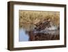 Chocolate Labrador Retriever Splashing into Pond, Madison, Wisconsin, USA-Lynn M^ Stone-Framed Photographic Print