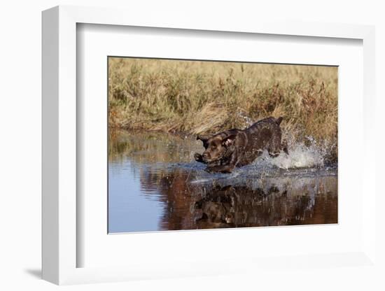 Chocolate Labrador Retriever Splashing into Pond, Madison, Wisconsin, USA-Lynn M^ Stone-Framed Photographic Print