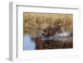 Chocolate Labrador Retriever Splashing into Pond, Madison, Wisconsin, USA-Lynn M^ Stone-Framed Photographic Print