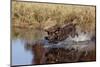 Chocolate Labrador Retriever Splashing into Pond, Madison, Wisconsin, USA-Lynn M^ Stone-Mounted Photographic Print