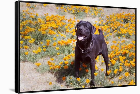 Chocolate Labrador Retriever standing in a field of poppies-Zandria Muench Beraldo-Framed Stretched Canvas