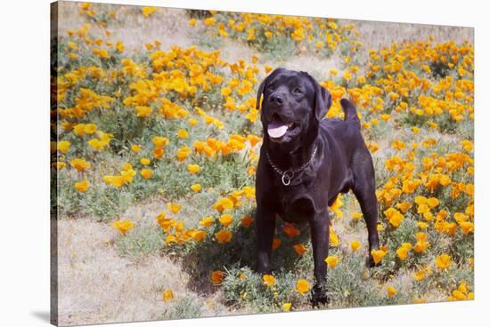 Chocolate Labrador Retriever standing in a field of poppies-Zandria Muench Beraldo-Stretched Canvas